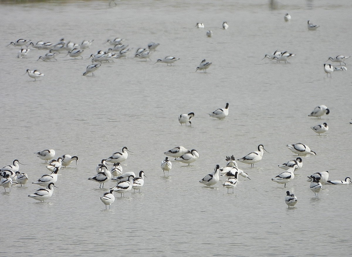 Abozeta kaskabeltza - ML652482718