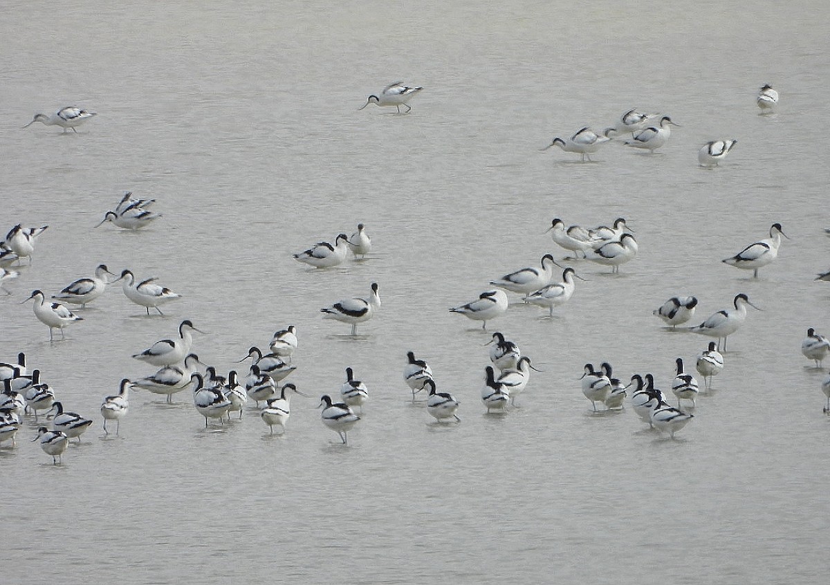 Abozeta kaskabeltza - ML652482744