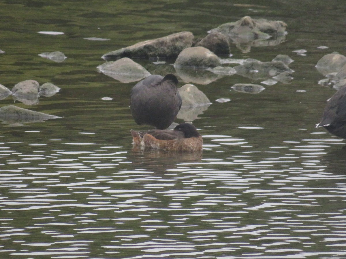 Black-headed Duck - ML652482965