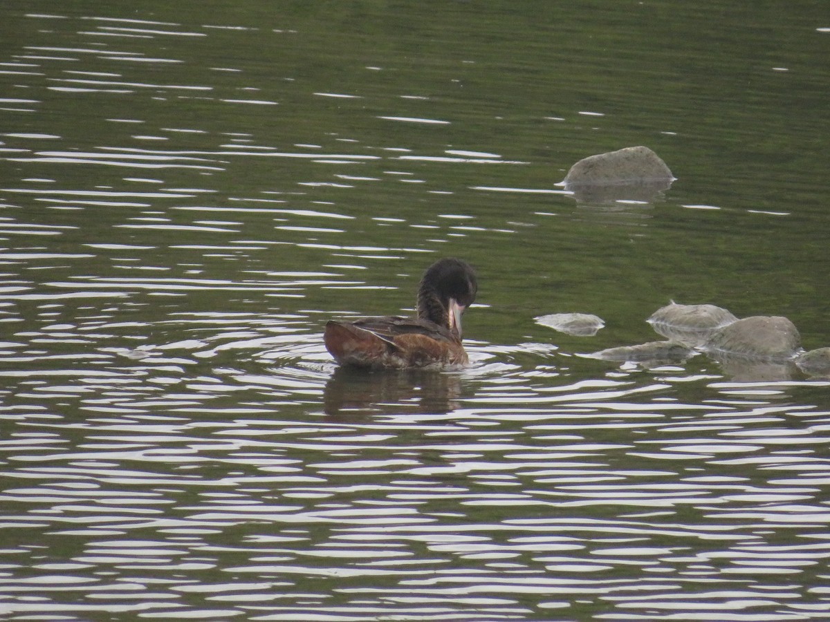 Black-headed Duck - ML652482966