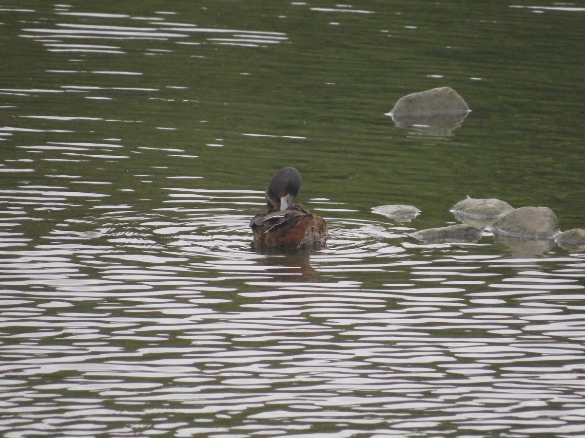 Black-headed Duck - ML652482971