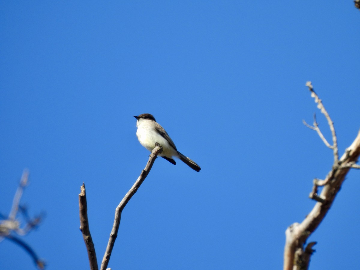 Eastern Phoebe - ML652483104