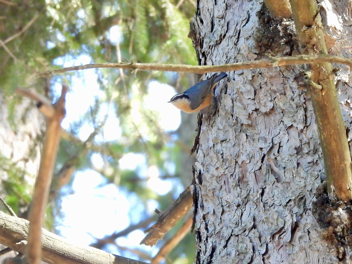 Red-breasted Nuthatch - ML652483114