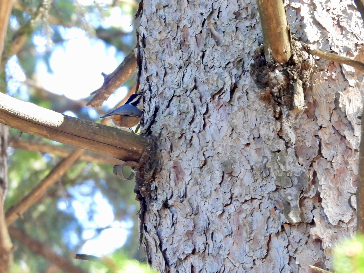 Red-breasted Nuthatch - ML652483115