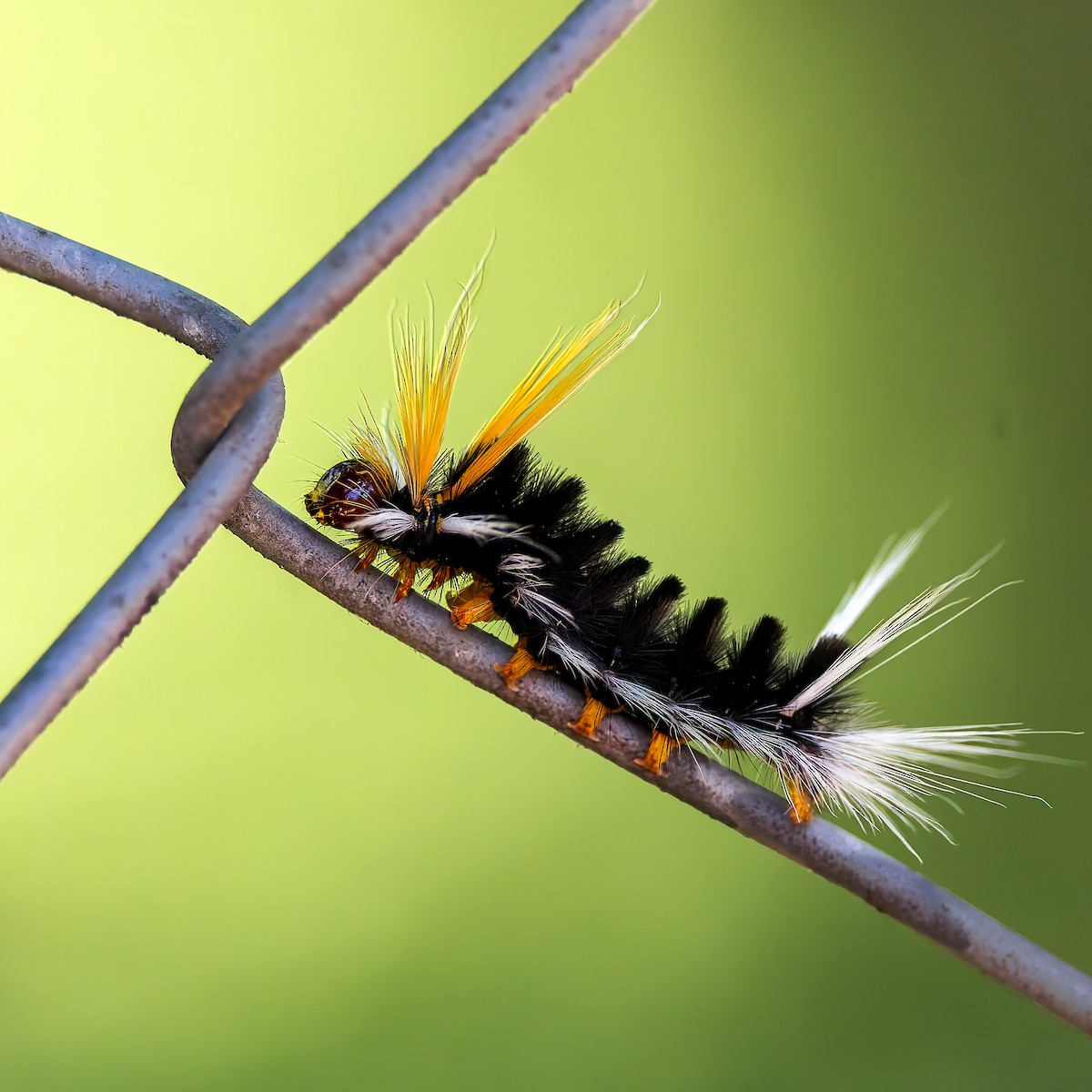 昆虫綱 - ML652483208