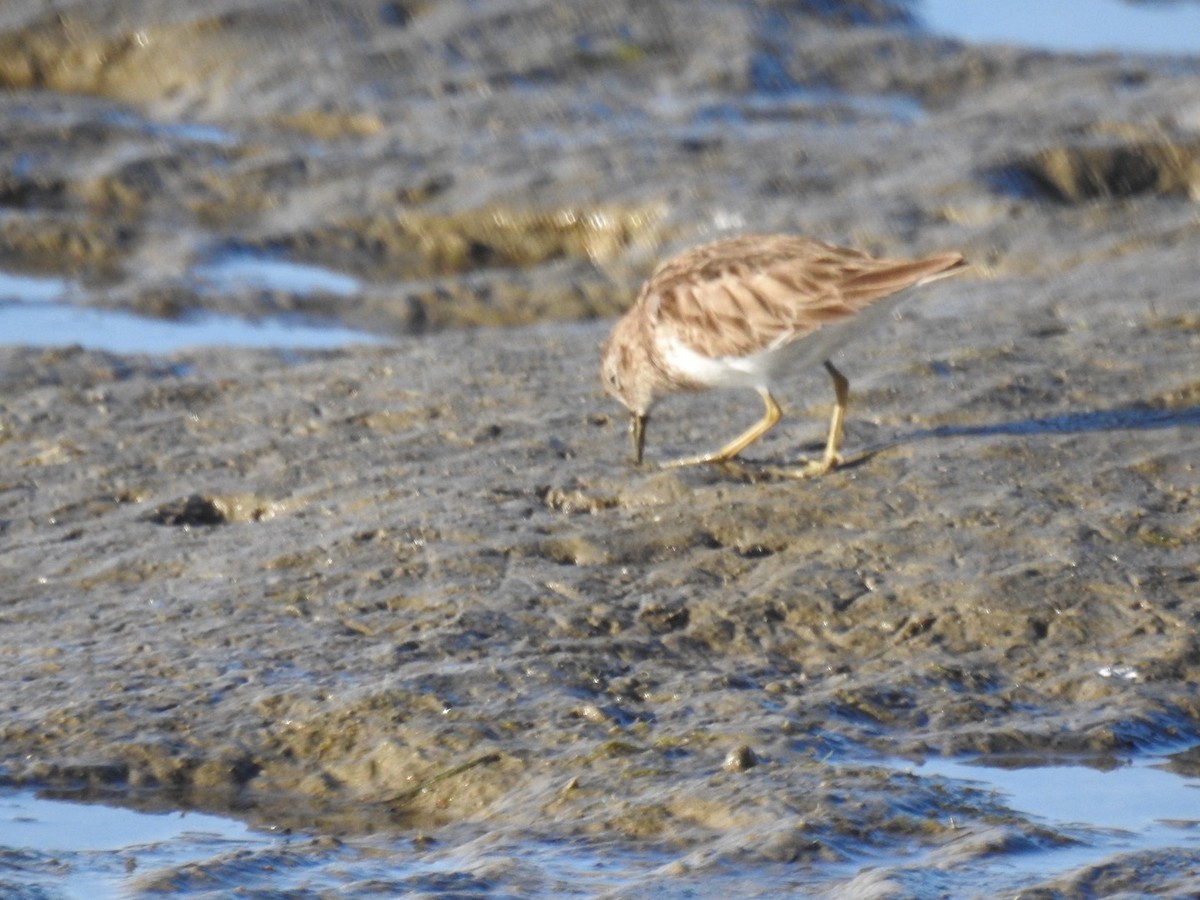 Побережник-крихітка - ML652483307