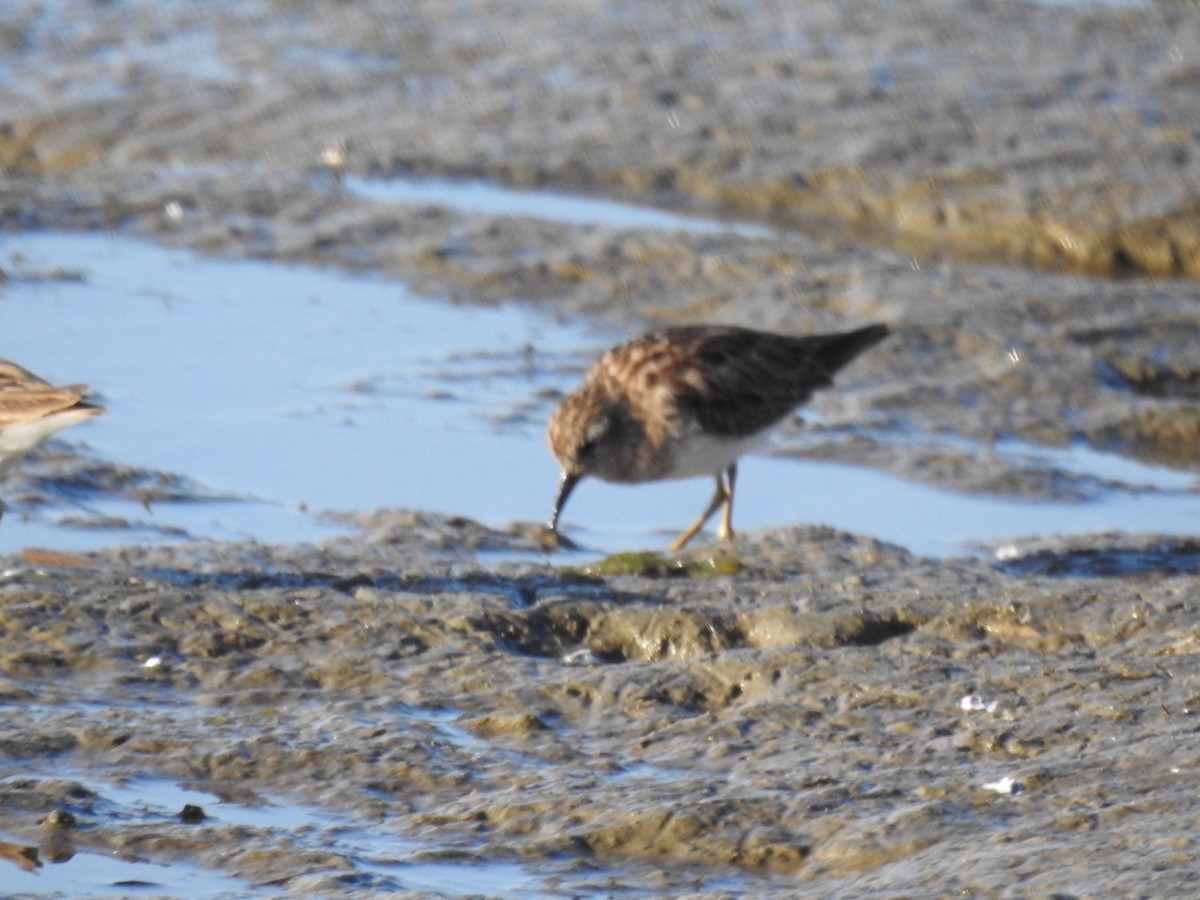 Побережник-крихітка - ML652483308
