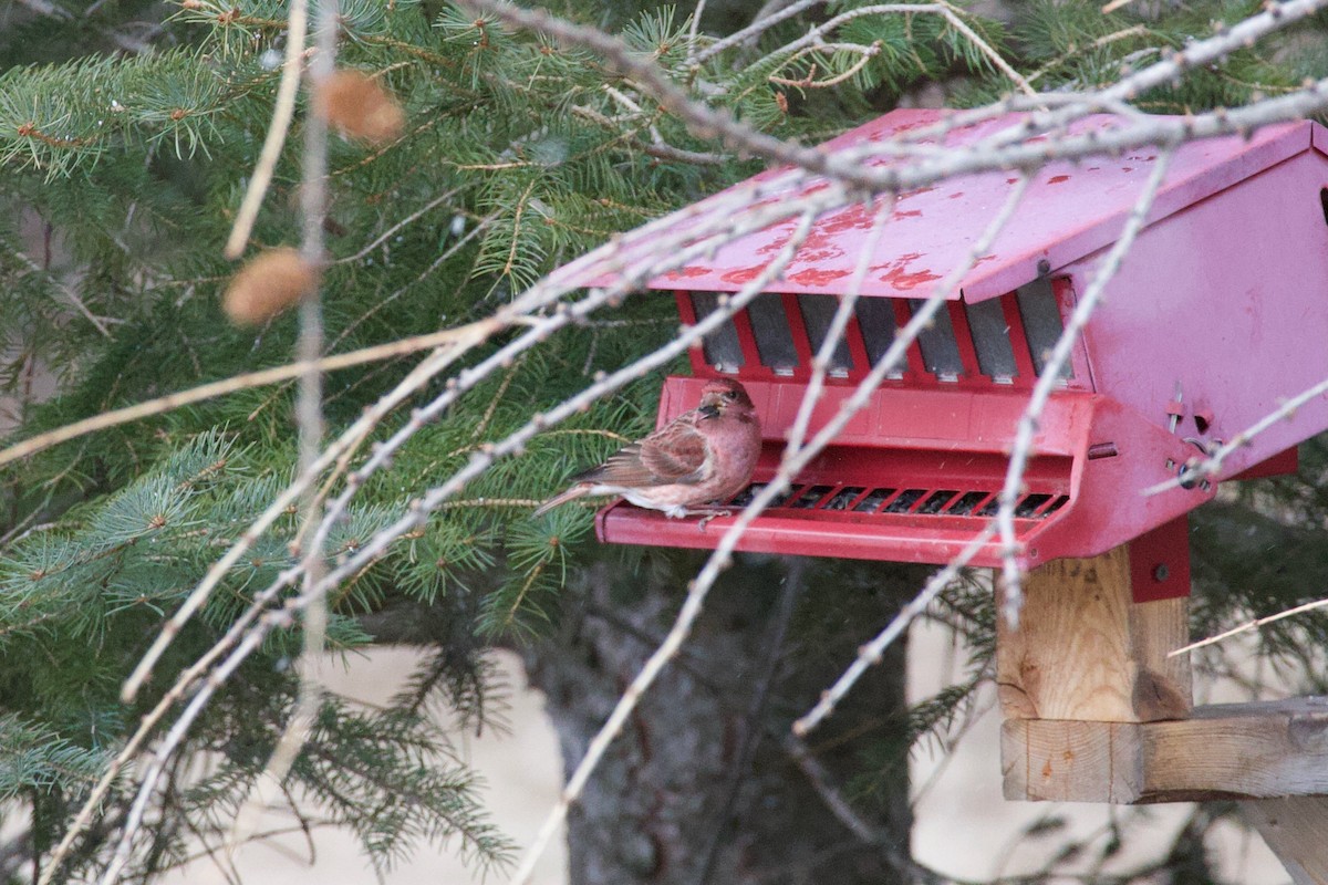 Amerika Çütresi - ML652483617