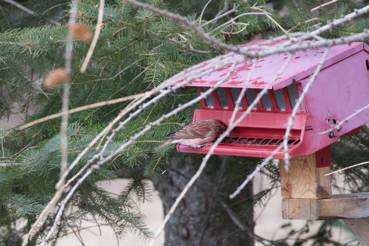 Amerika Çütresi - ML652483618