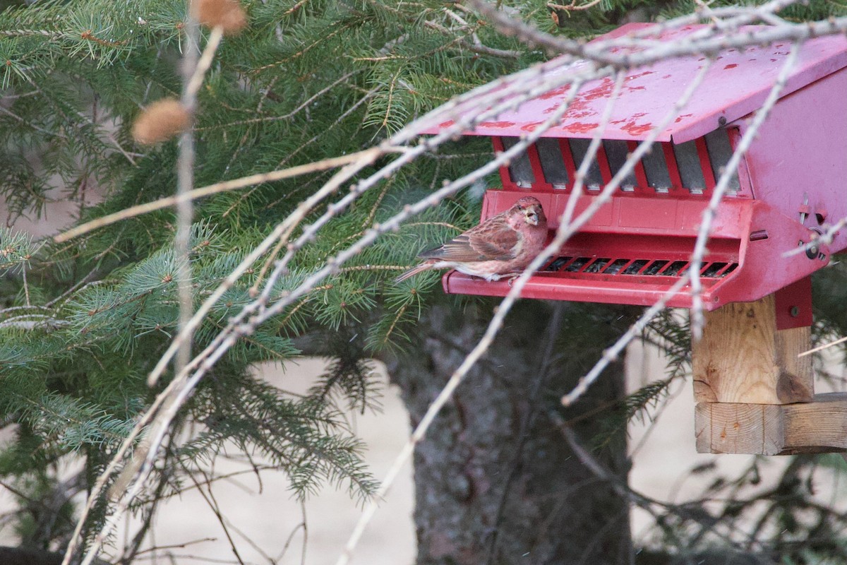 Amerika Çütresi - ML652483619