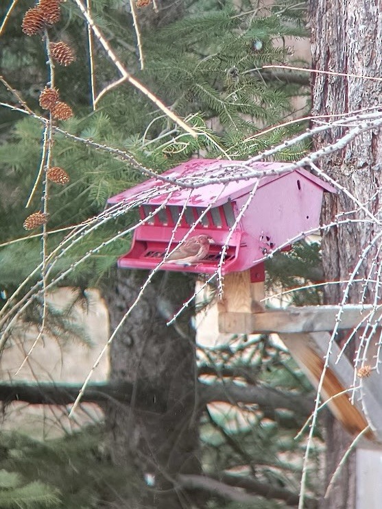 Amerika Çütresi - ML652483670