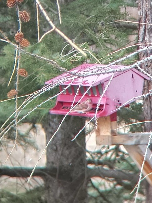 Amerika Çütresi - ML652483671