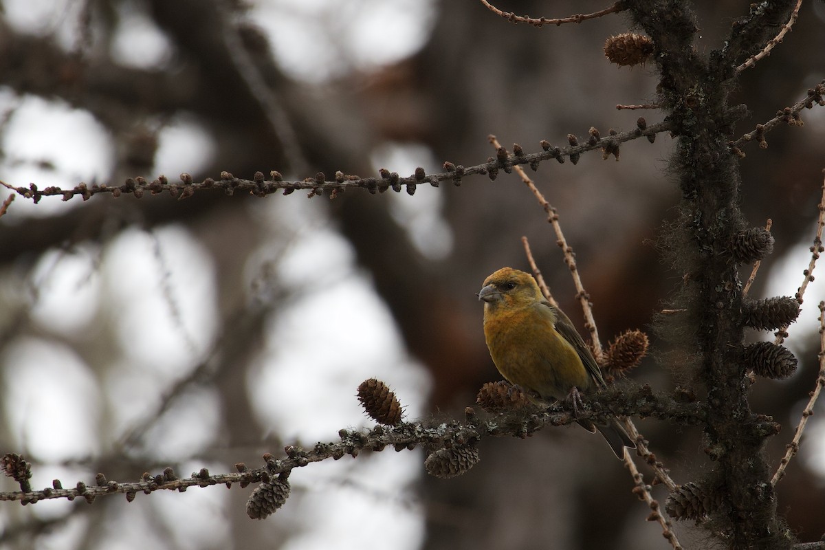 Çaprazgaga - ML652483801