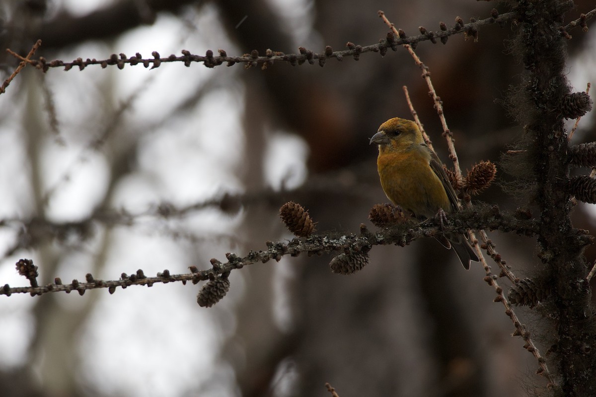 Çaprazgaga - ML652483802