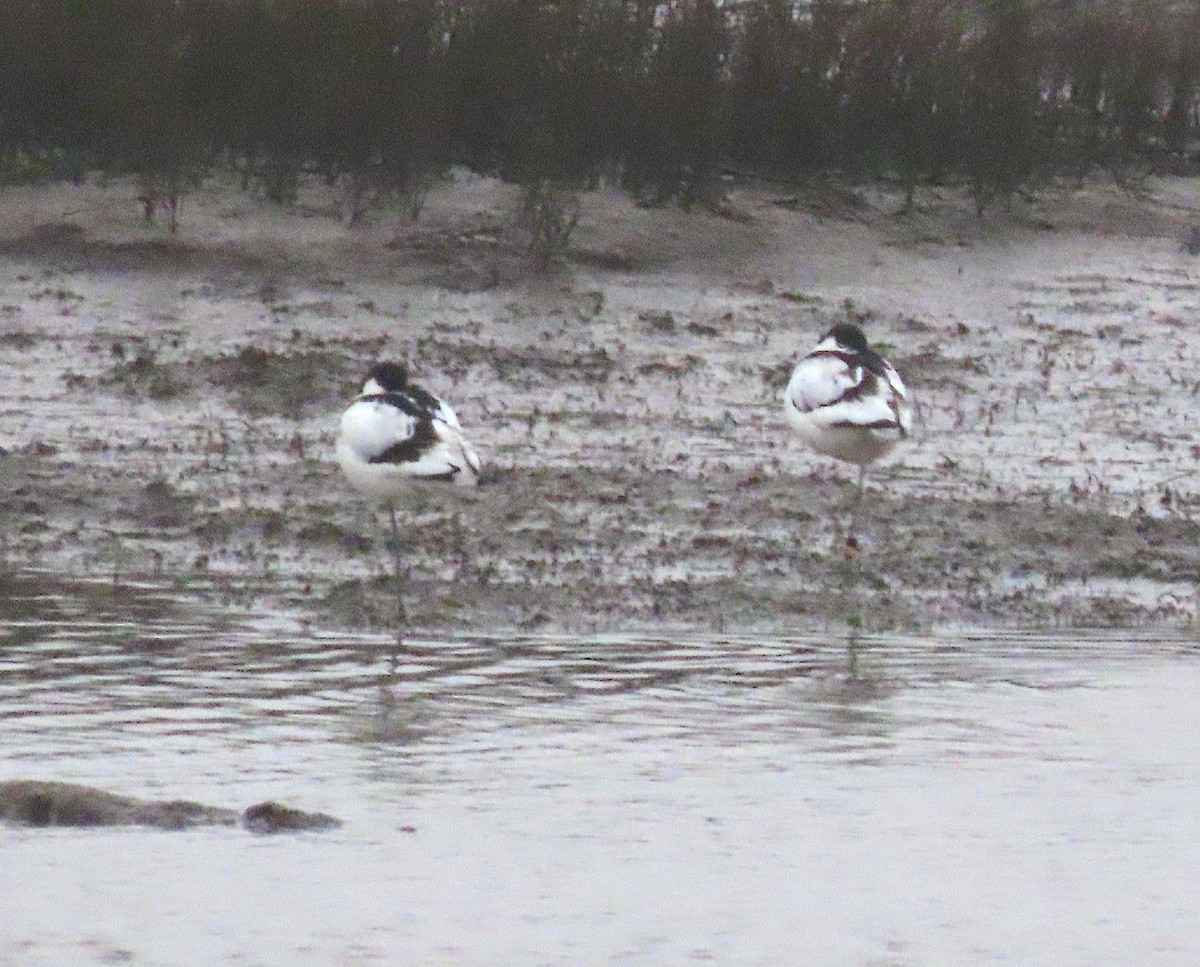 Abozeta kaskabeltza - ML652483810