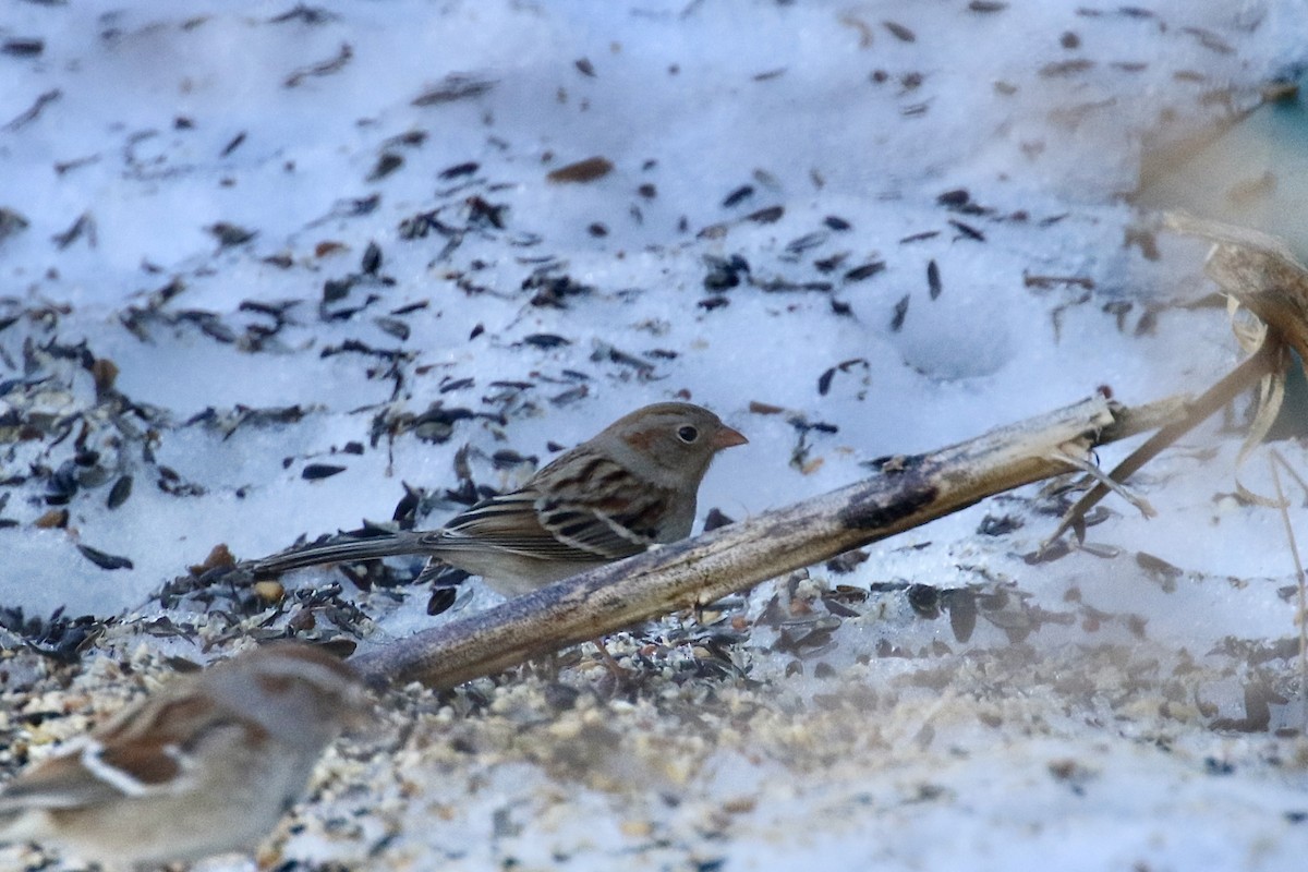Field Sparrow - ML652483983