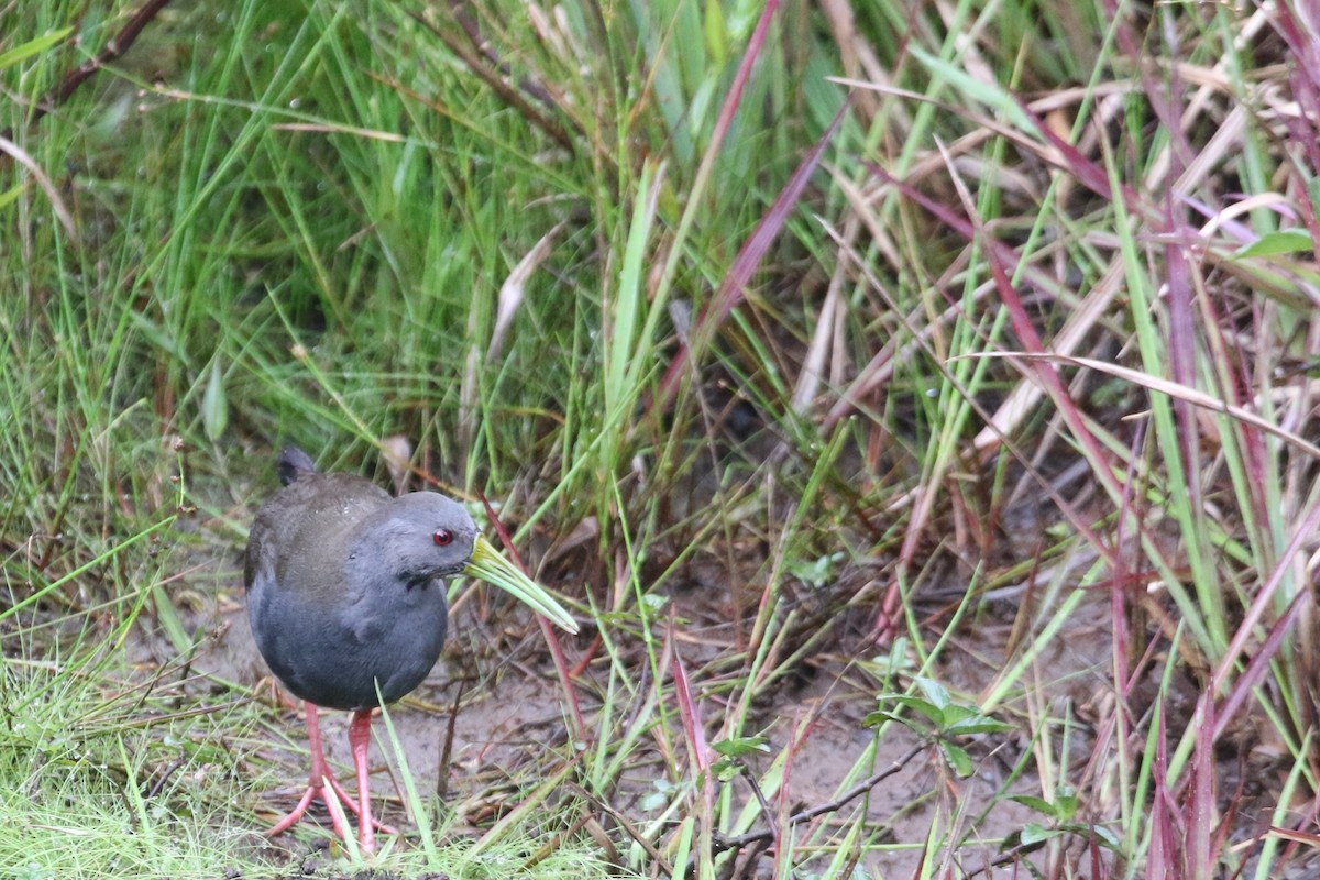 Râle noirâtre - ML652484313