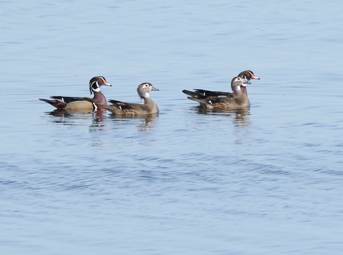 Wood Duck - ML652484351