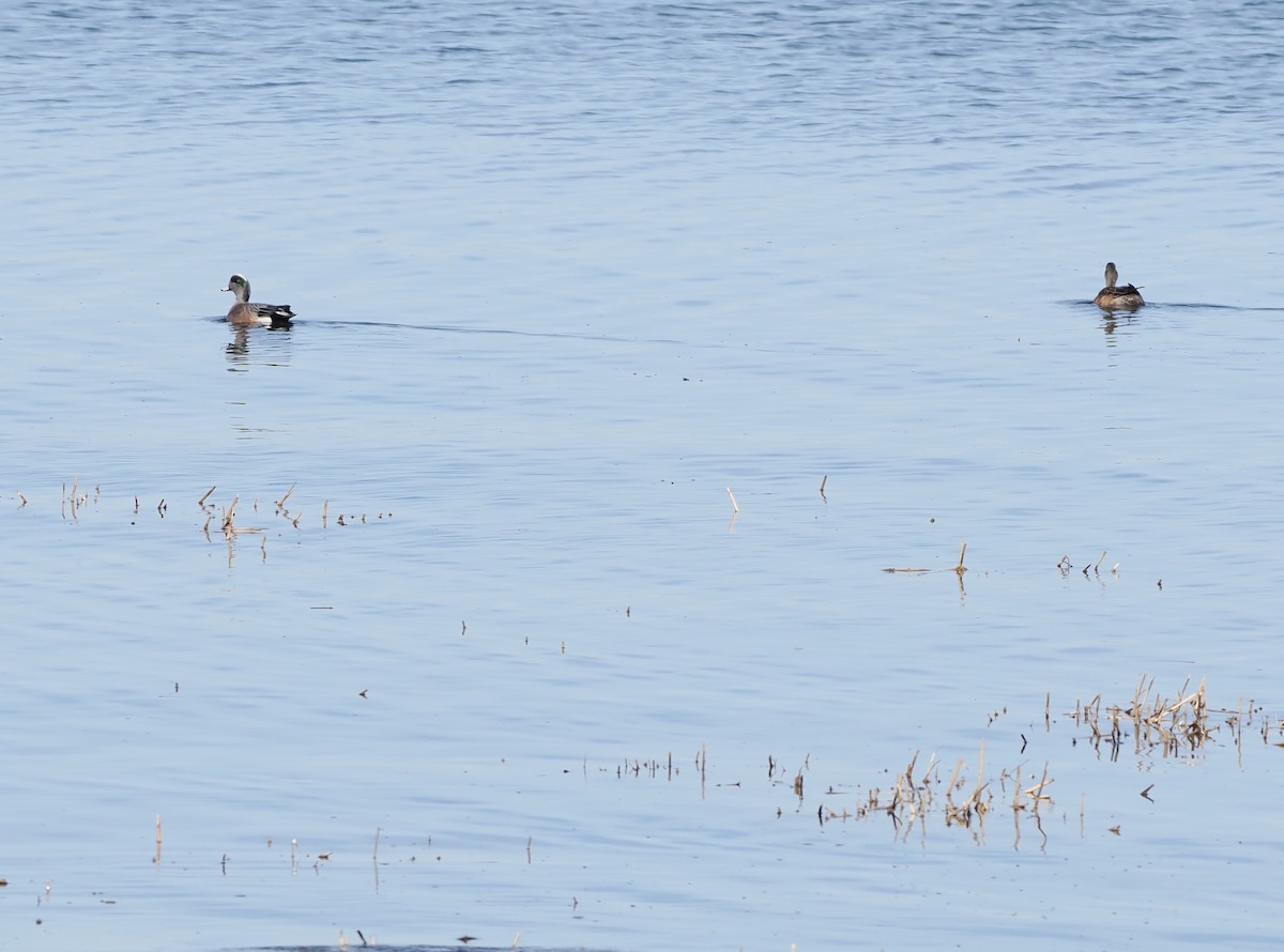 American Wigeon - ML652484361