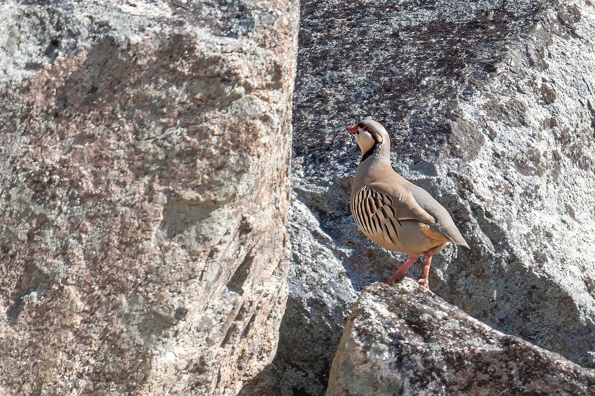 Chukar - ML652484446
