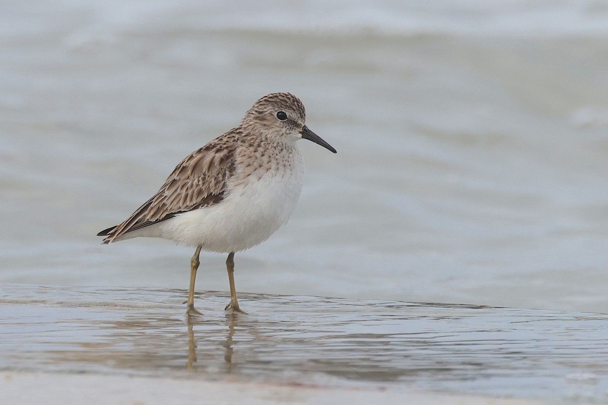Побережник-крихітка - ML652484522