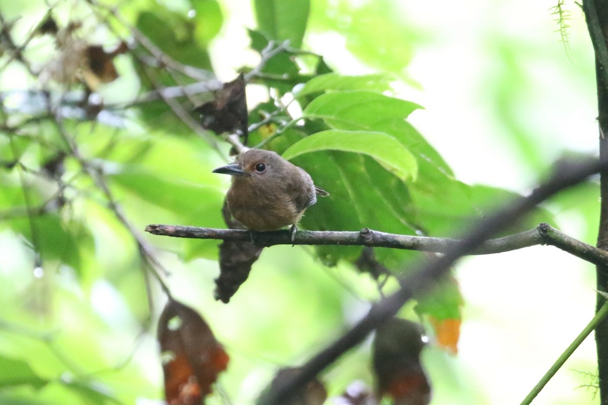 Barbacou brun - ML652484568