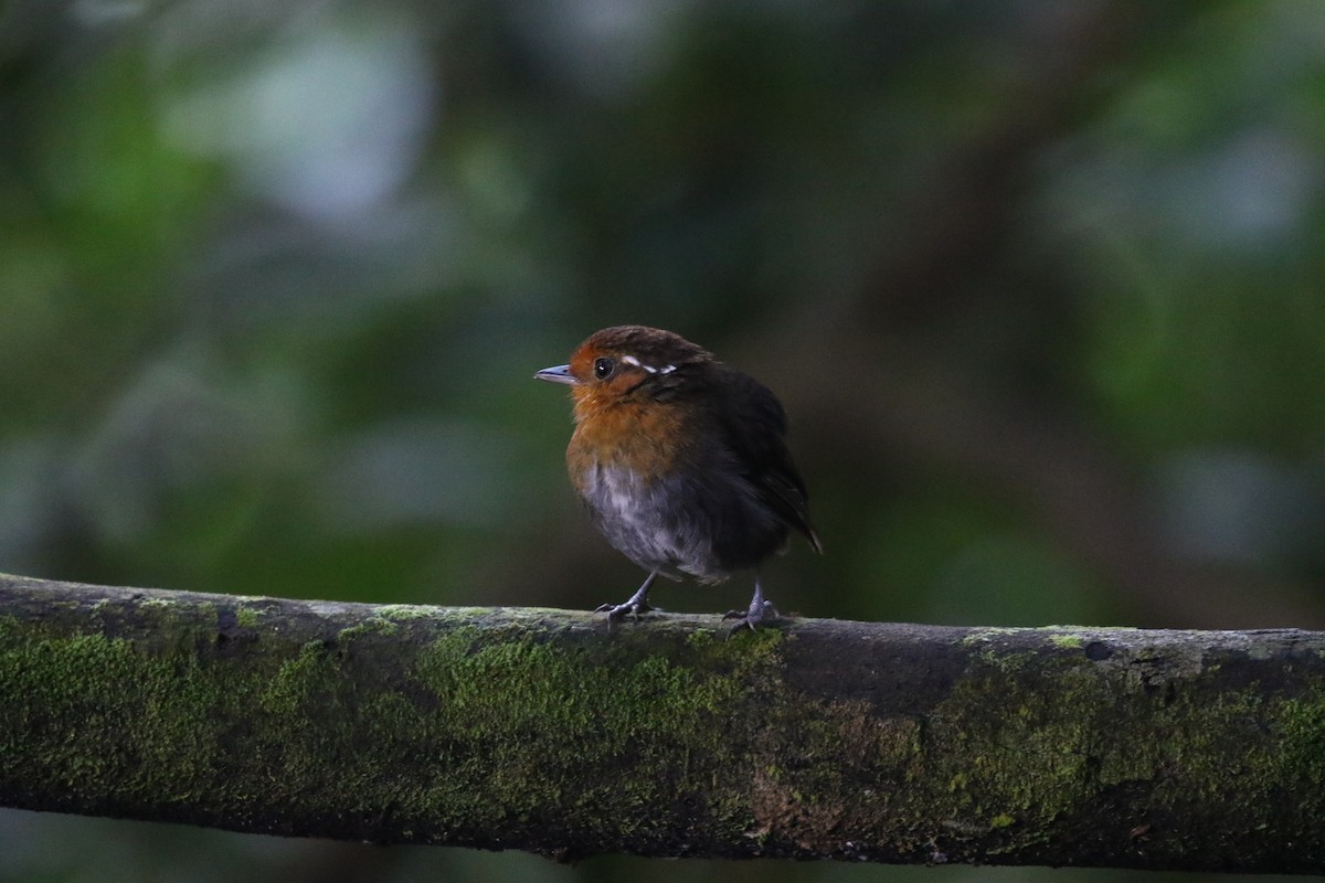 Conopophage à couronne rousse - ML652484641