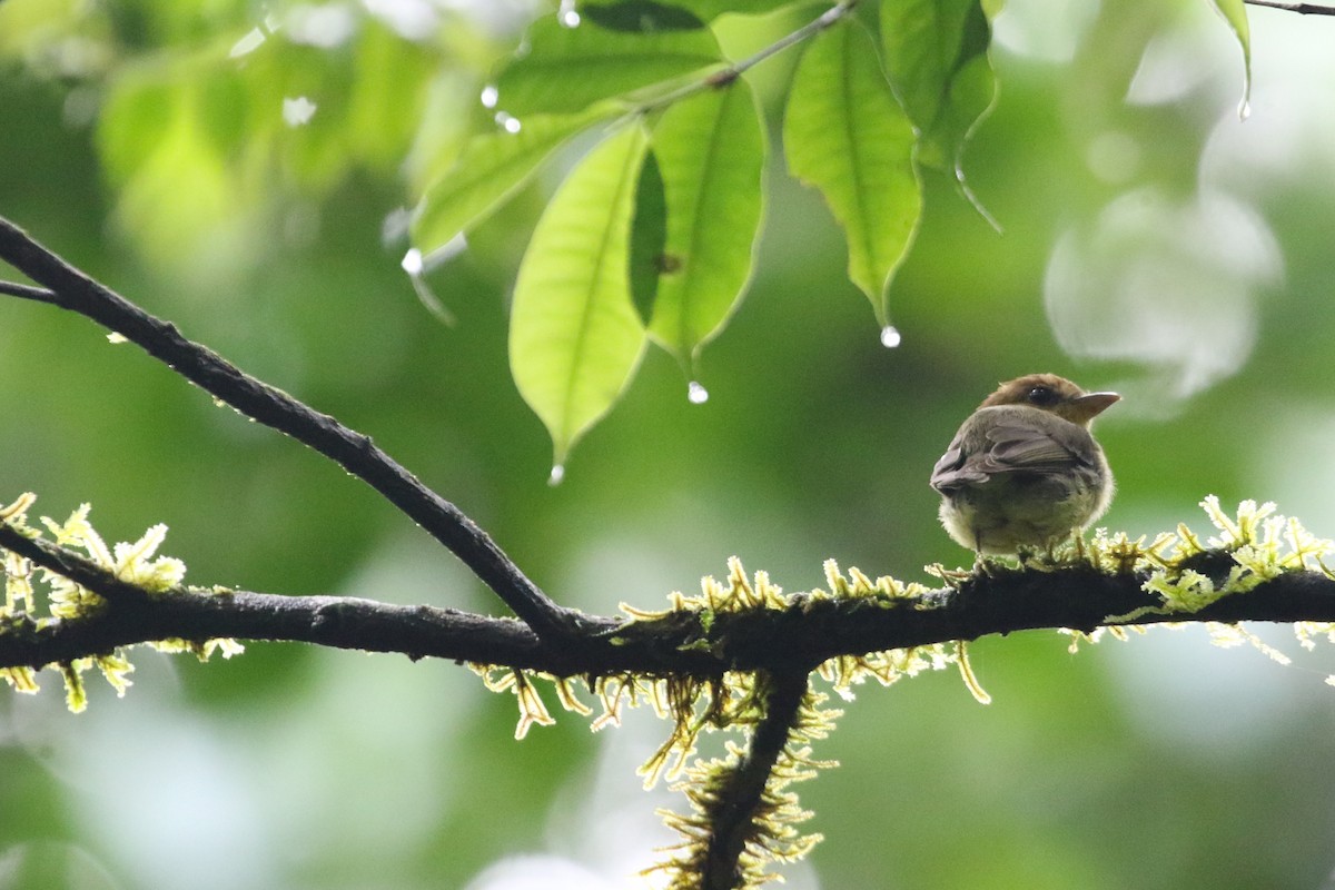 Platyrhynque à gorge jaune - ML652484688
