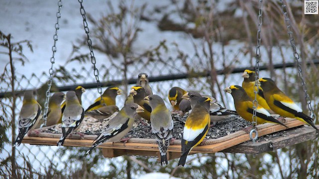 Evening Grosbeak - ML652484691