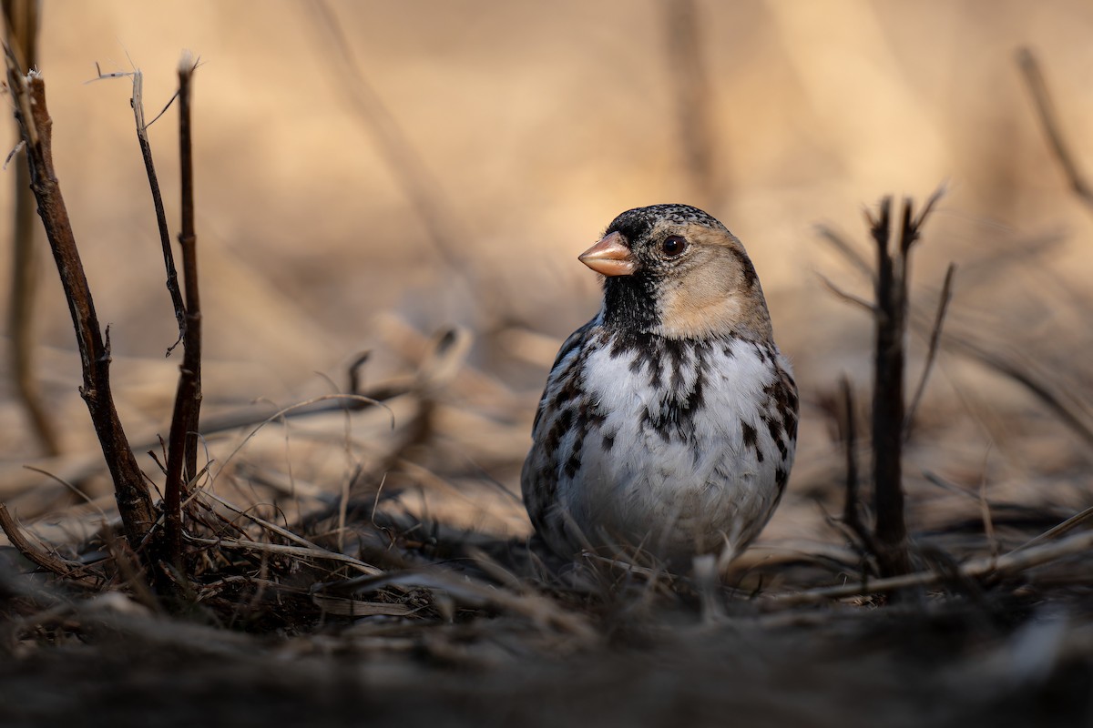 Harris's Sparrow - ML652484994