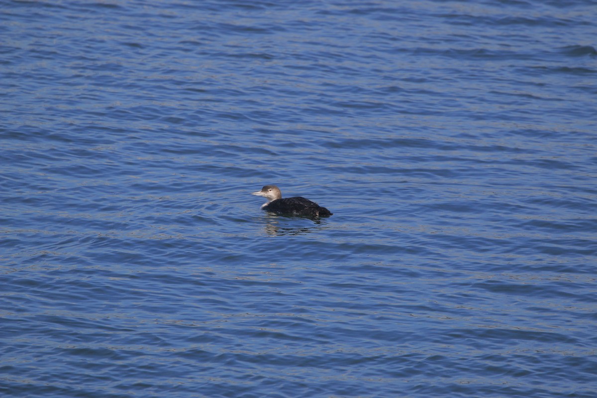 Plongeon huard - ML652485088