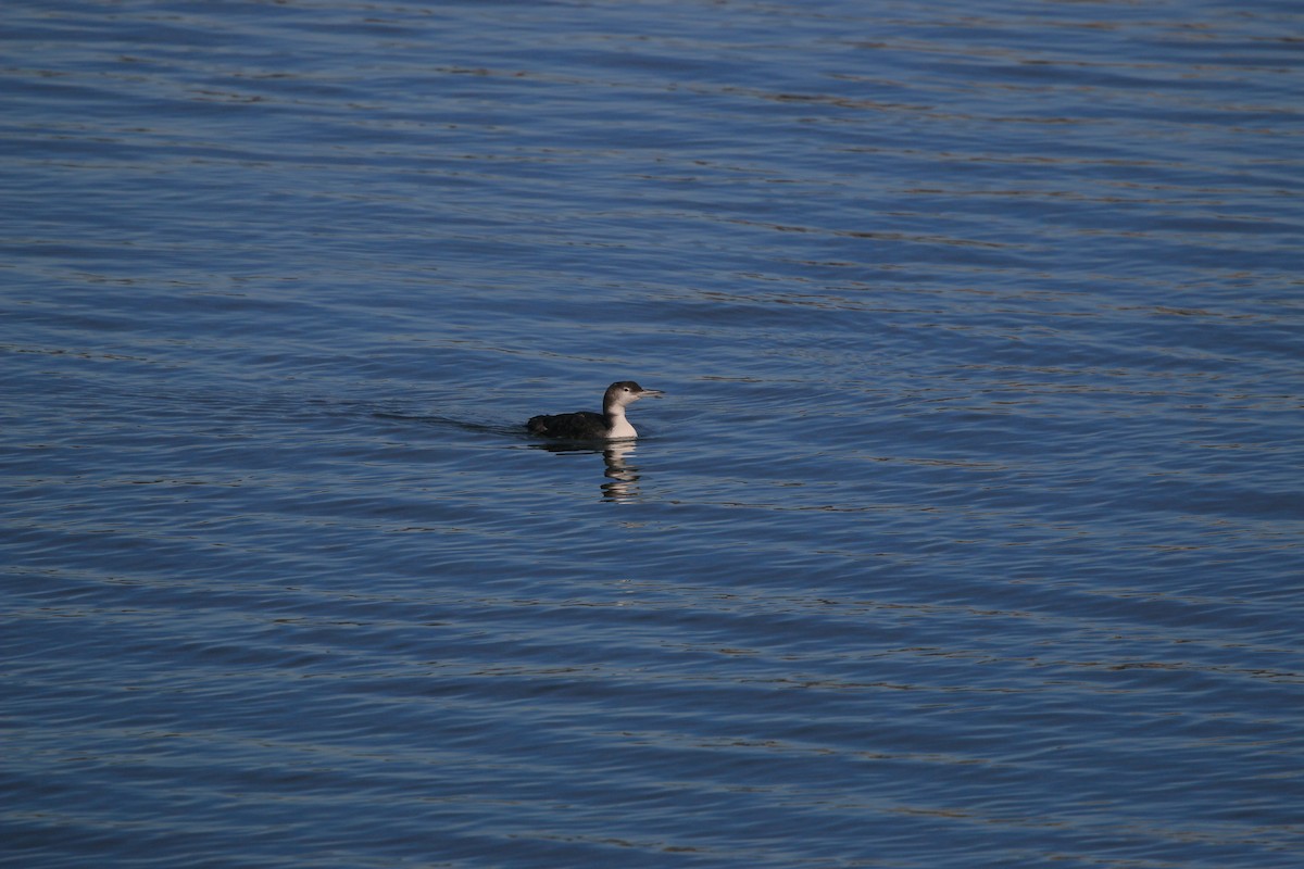 Plongeon huard - ML652485117