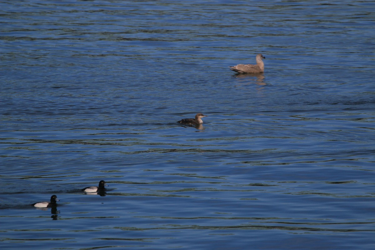 Plongeon huard - ML652485127