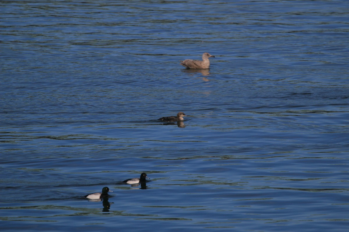 Plongeon huard - ML652485146