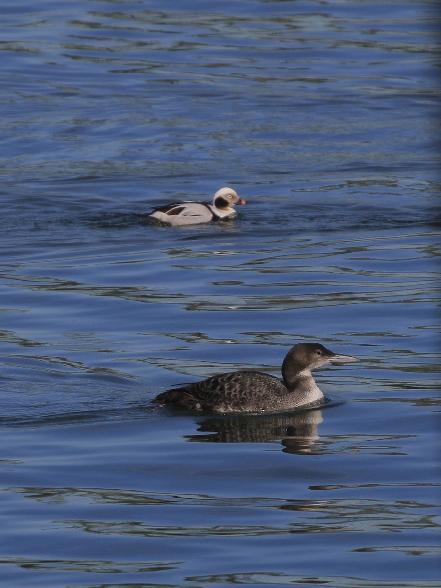 Plongeon huard - ML652485154