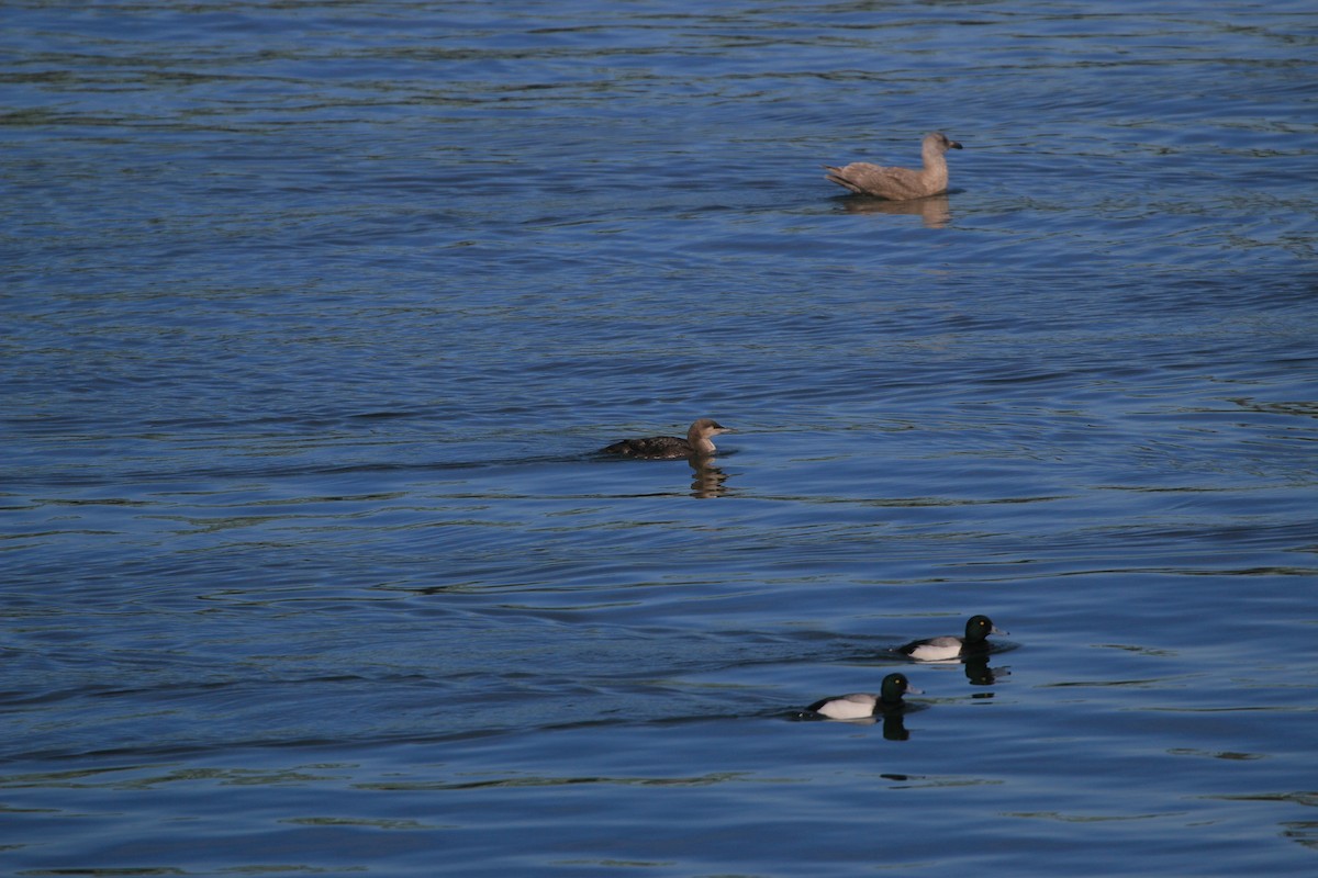 Plongeon huard - ML652485164