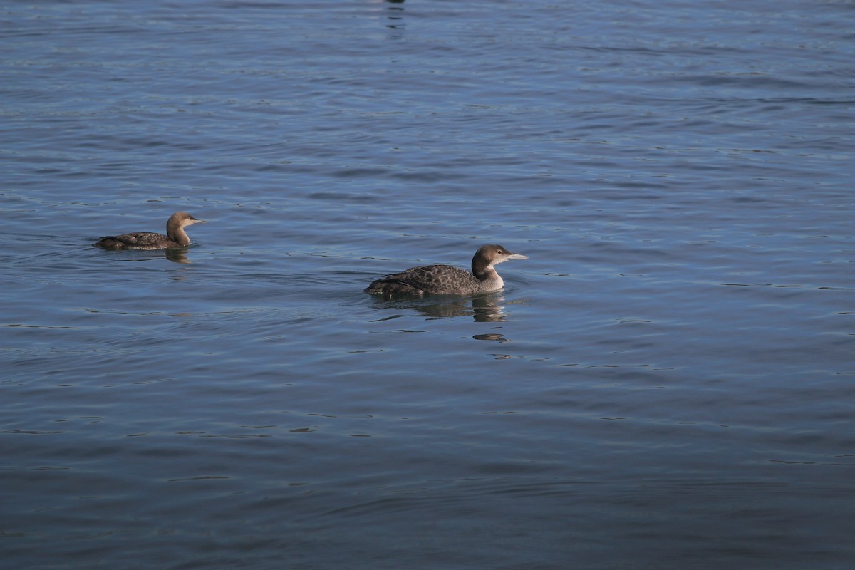 Plongeon huard - ML652485167