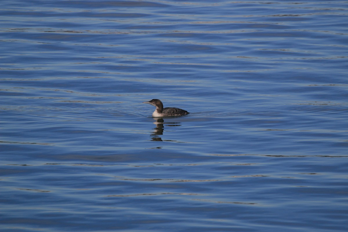 Plongeon huard - ML652485180