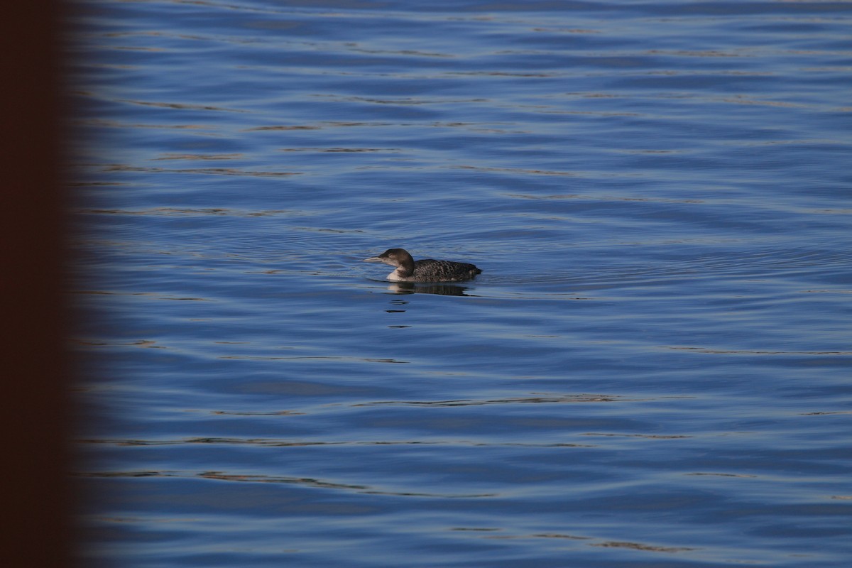 Plongeon huard - ML652485189