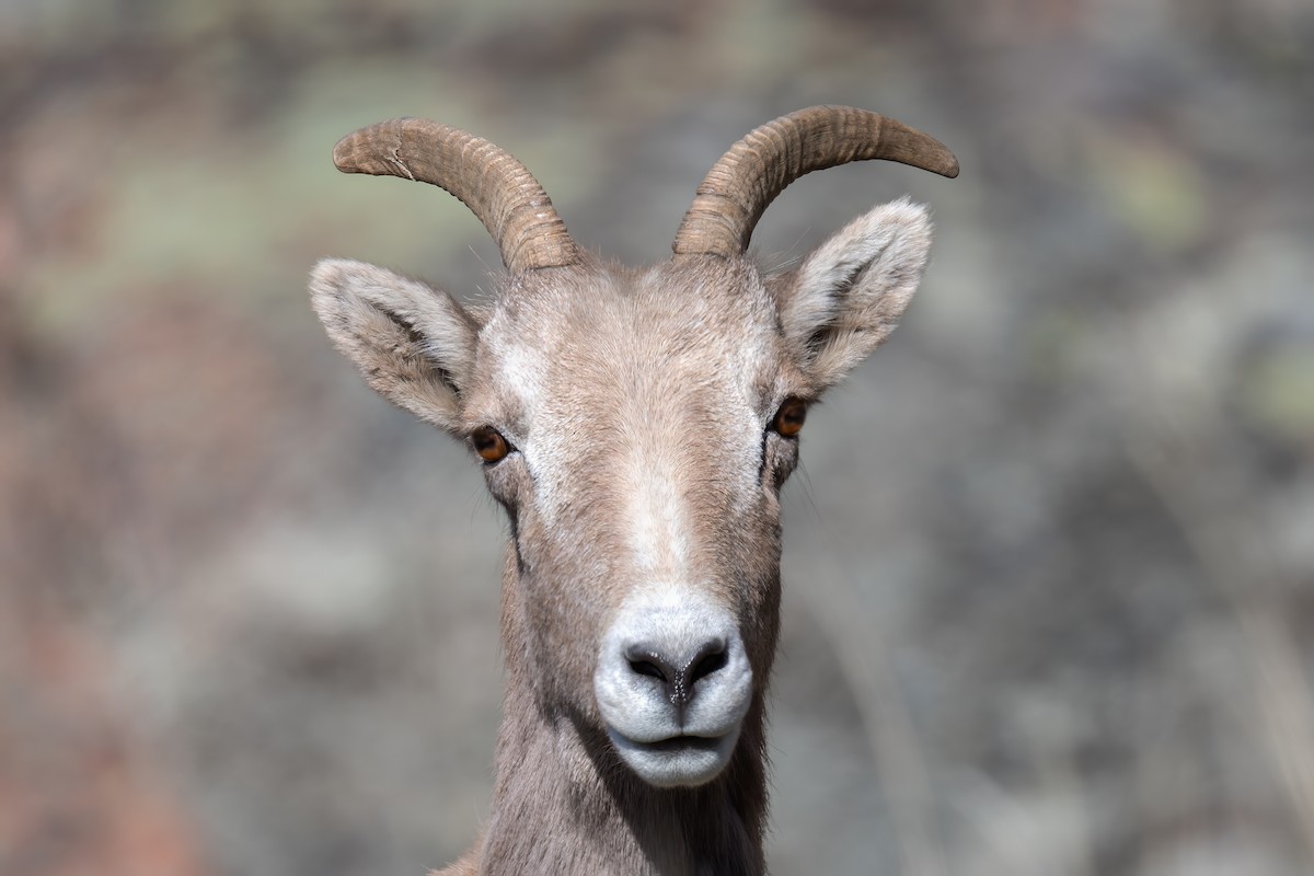 Bighorn Sheep - ML652485243