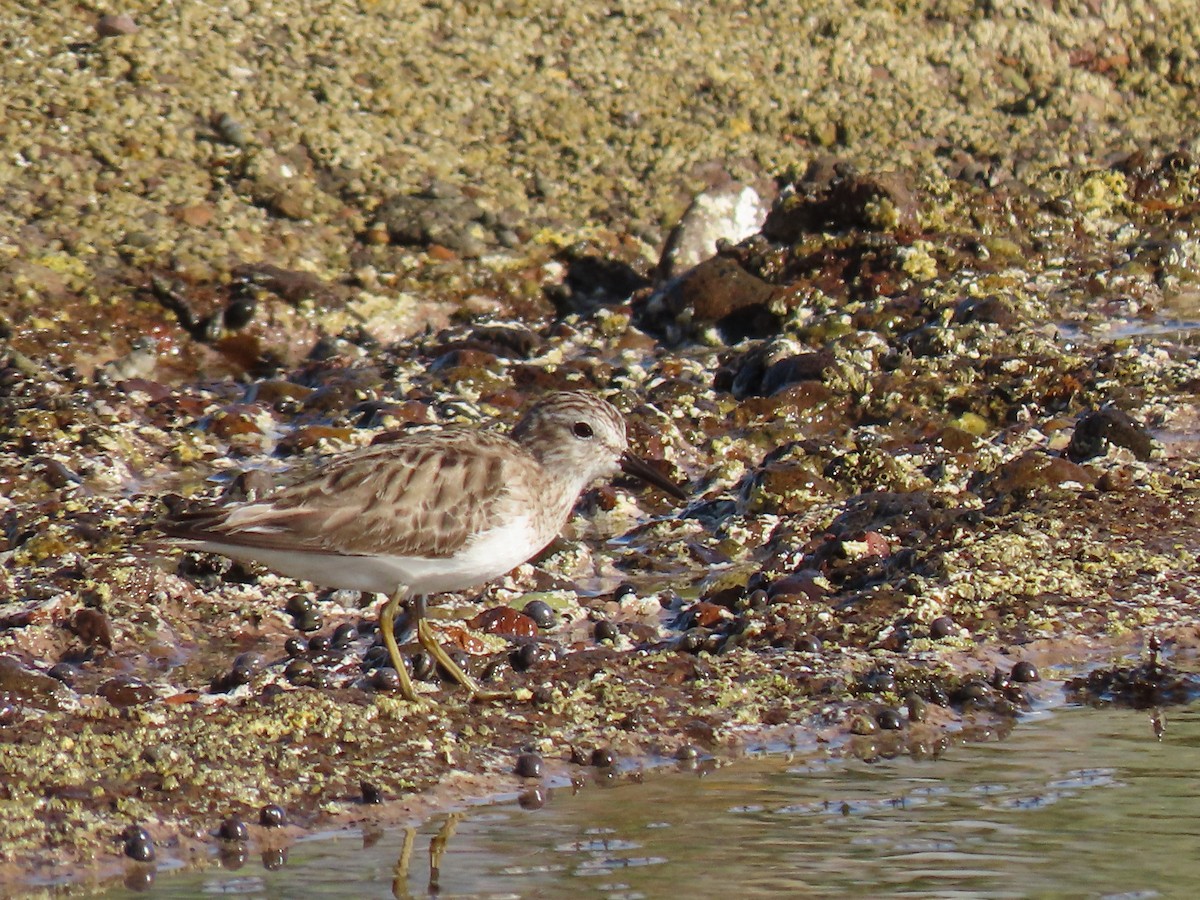 Побережник-крихітка - ML652485464