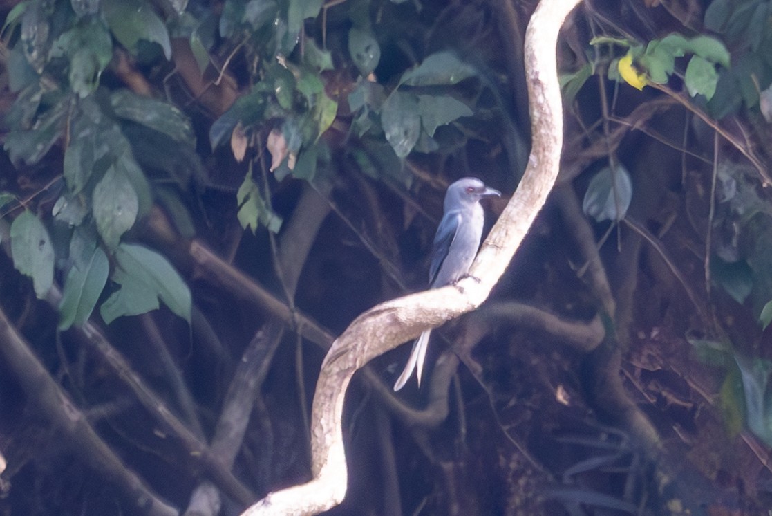 Drongo cendré - ML652486494