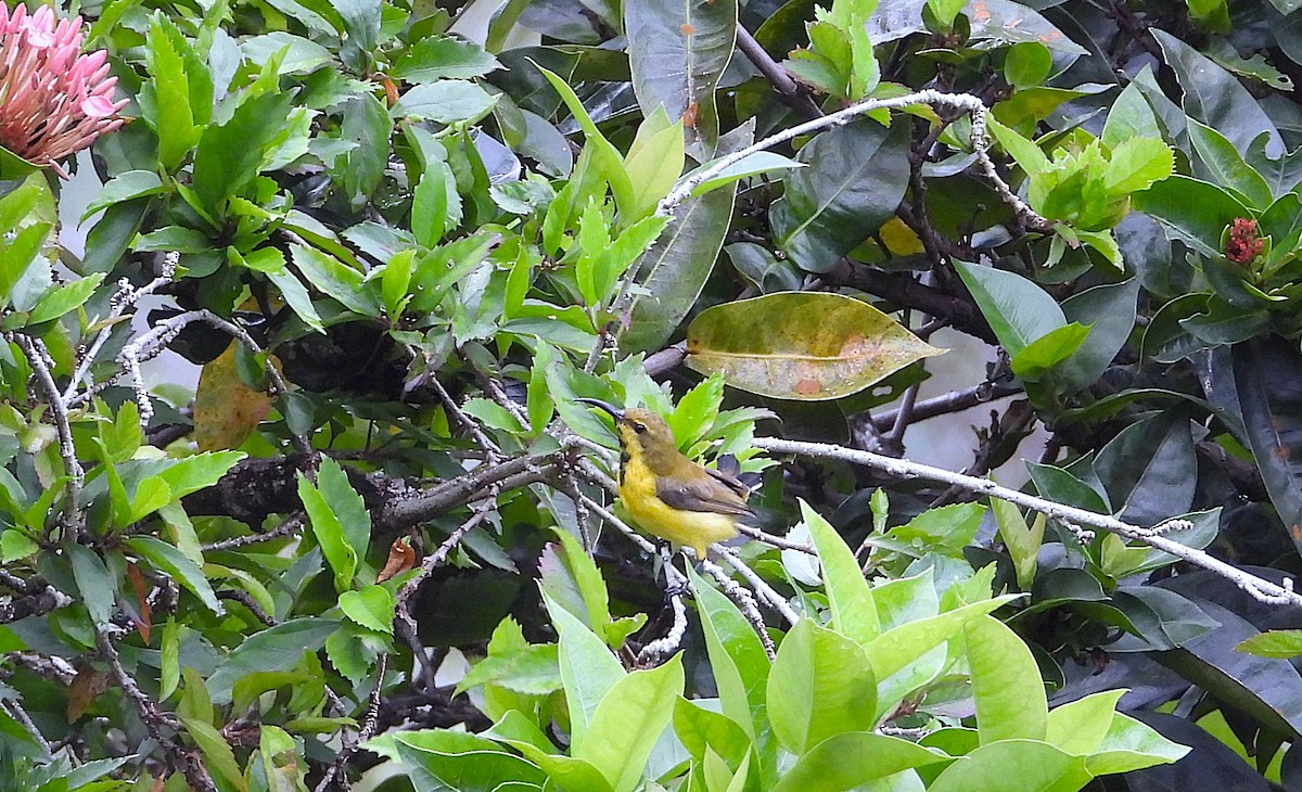 Sahul Sunbird - ML652486544