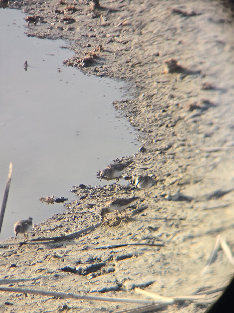 Побережник-крихітка - ML652486632