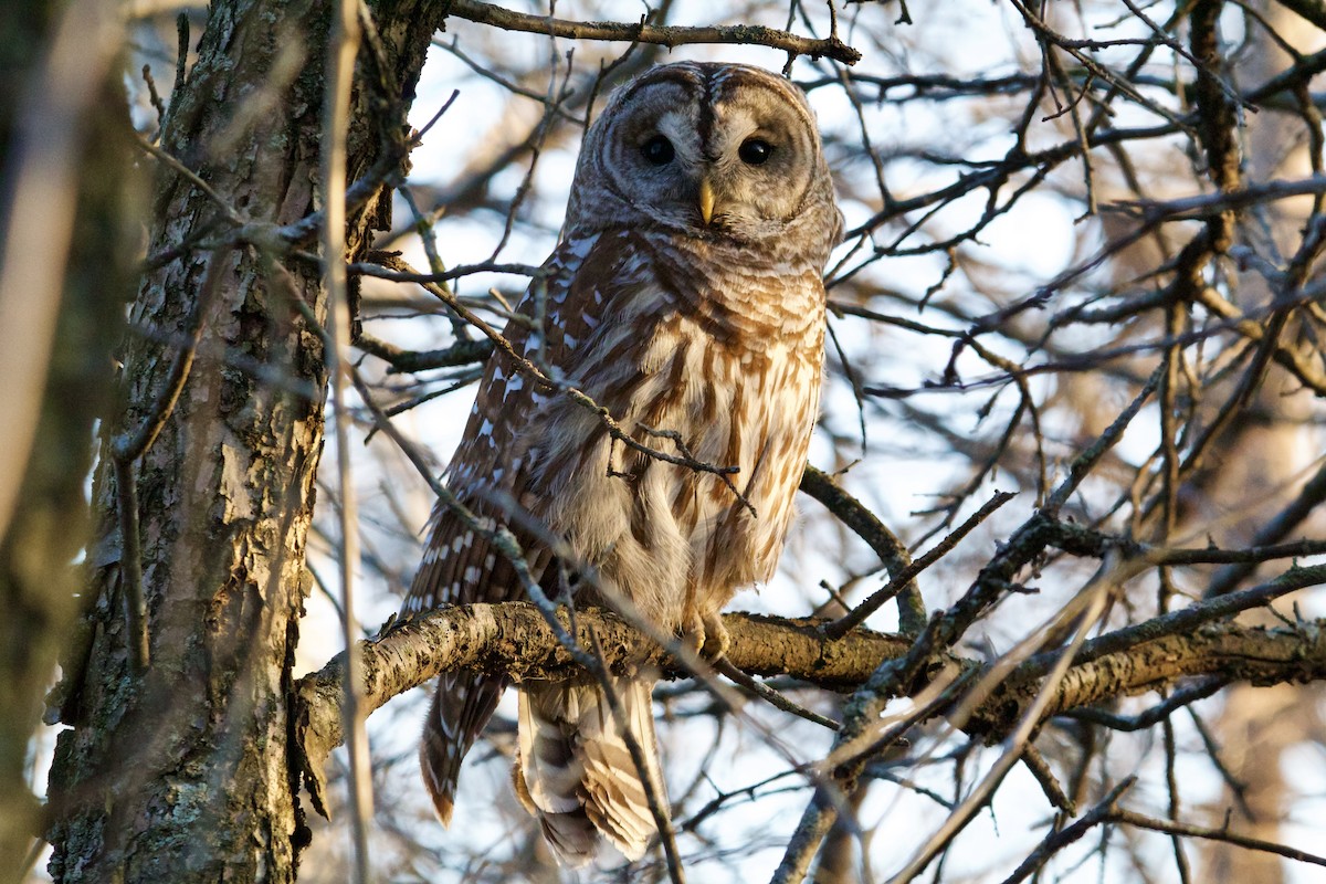 Полосатая неясыть - ML652486727