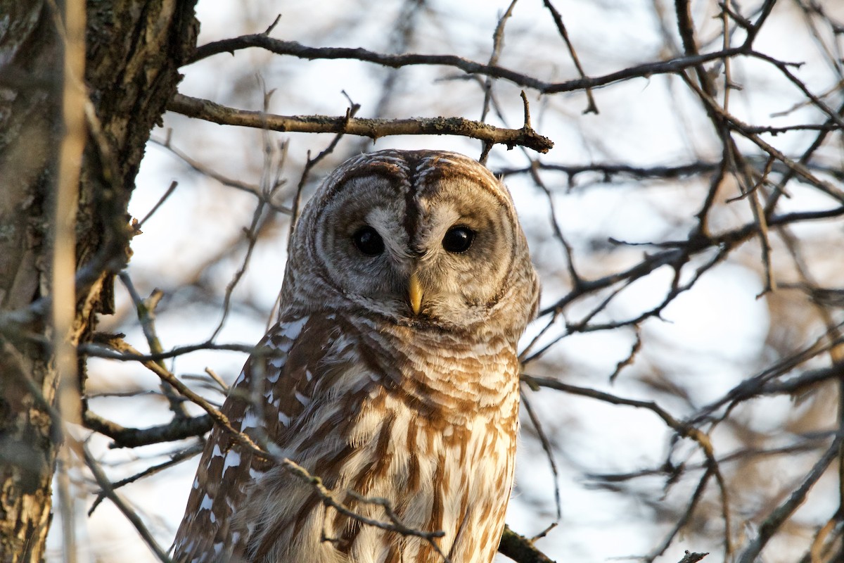 Полосатая неясыть - ML652486728