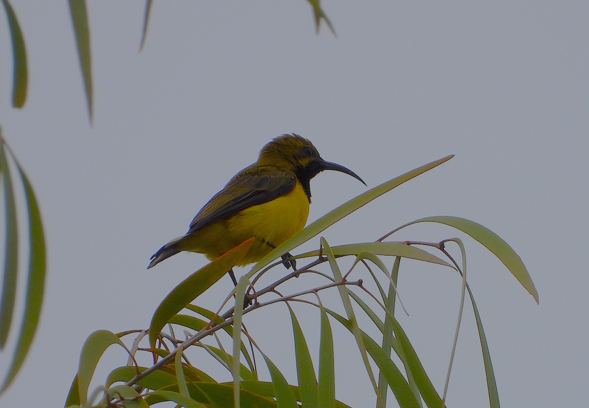Sahul Sunbird - ML652486767