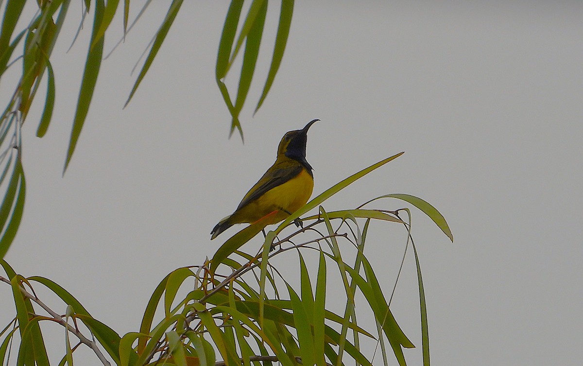 Sahul Sunbird - ML652486773