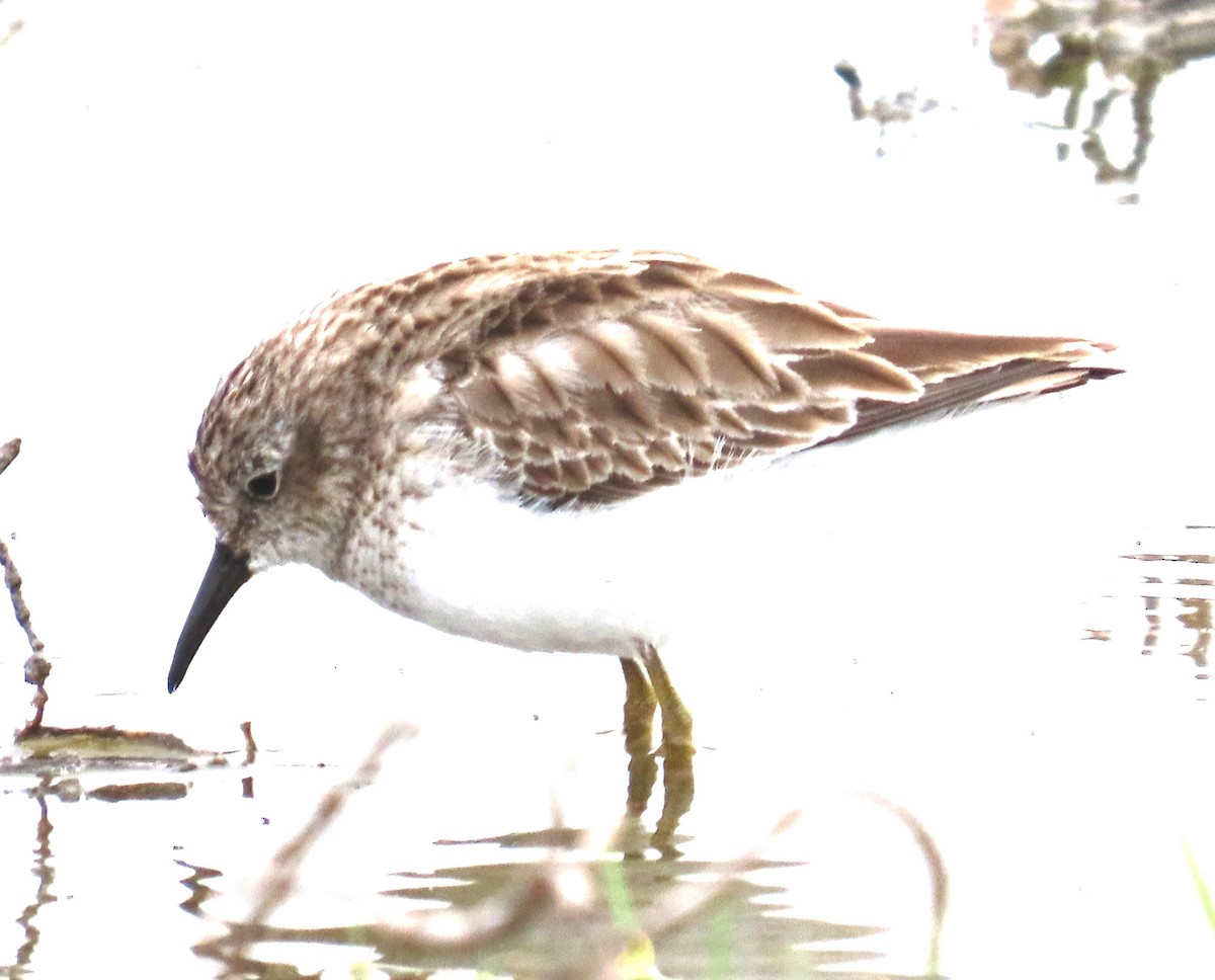 Побережник-крихітка - ML652486835