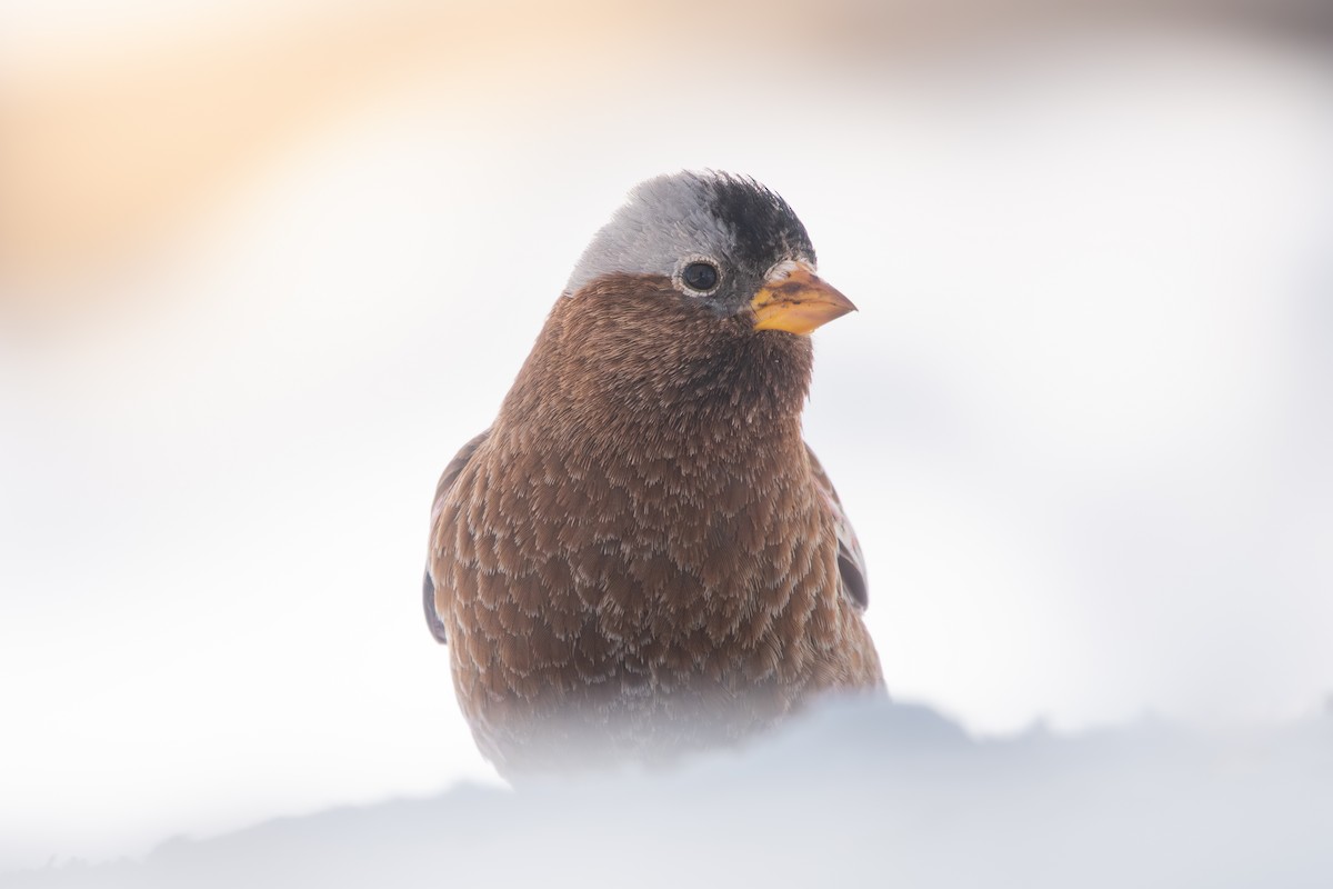 grånakkefjellfink - ML652486879